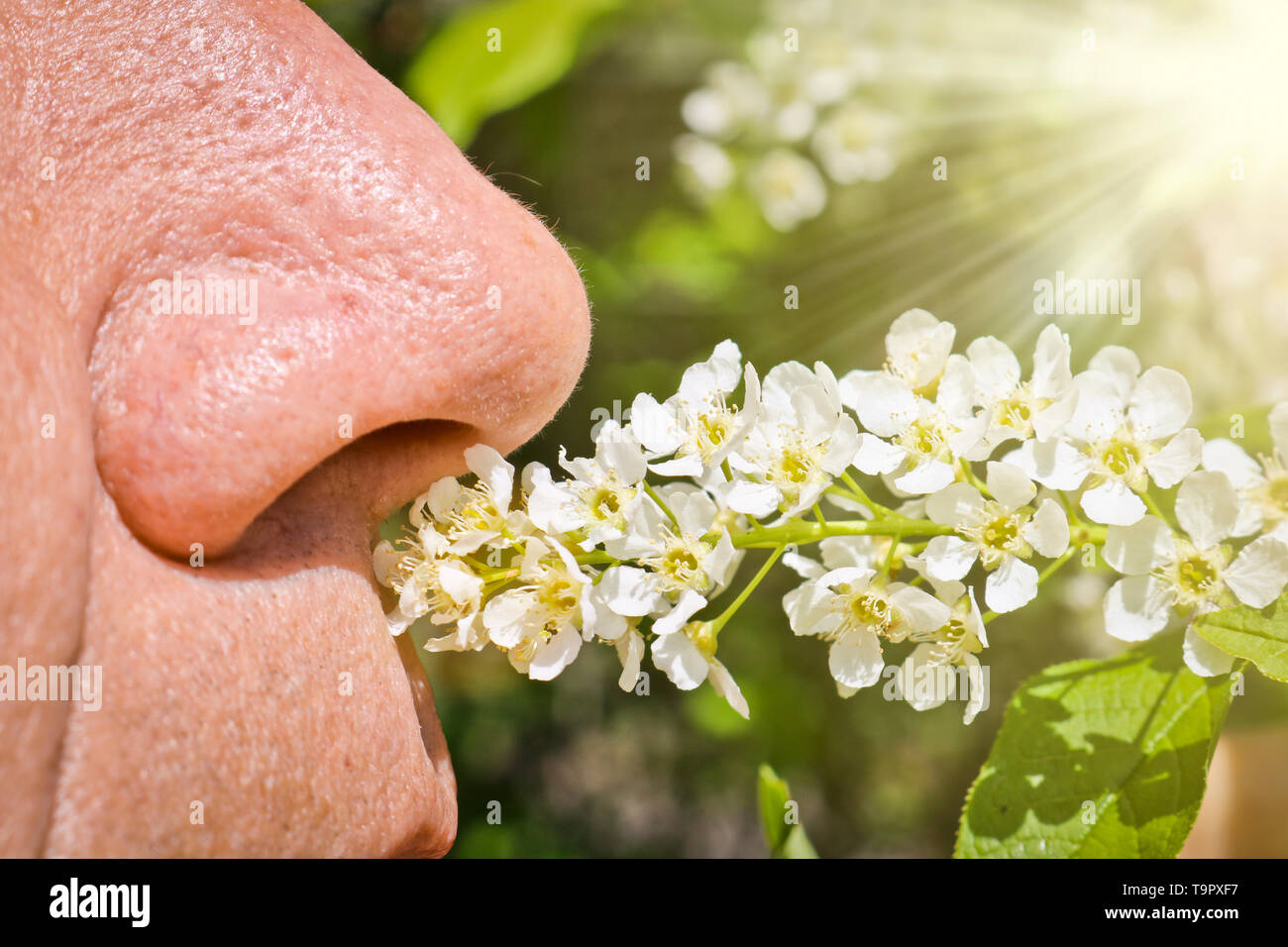 Un homme âgé renifle blooming bird cherry et n'éprouve pas d'allergies. Nez d'une personne inhale un brin de fleurs de cerisier. Les problèmes de santé de printemps Banque D'Images