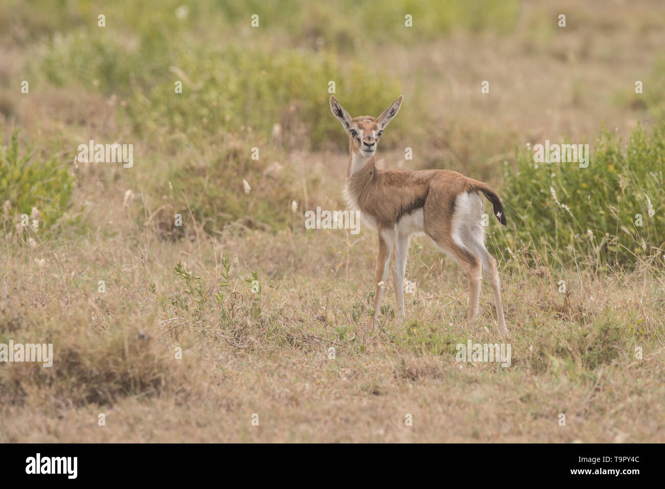 La gazelle de Thomson de bébé, le Parc National du Serengeti Banque D'Images