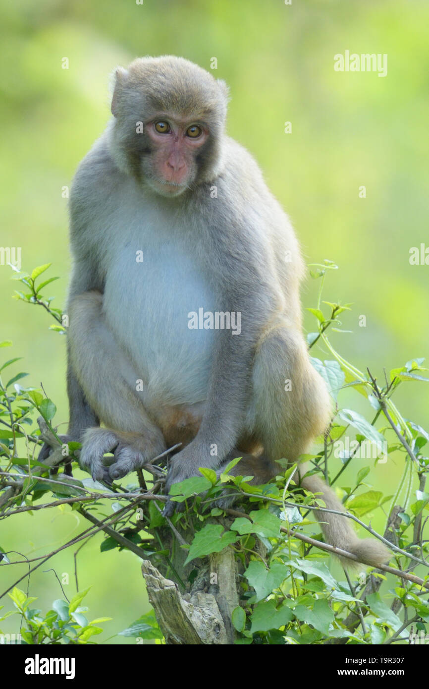 L'Assam Macaque (Macaca assamensis) dans le parc national de Kaziranga, Assam, Inde Banque D'Images