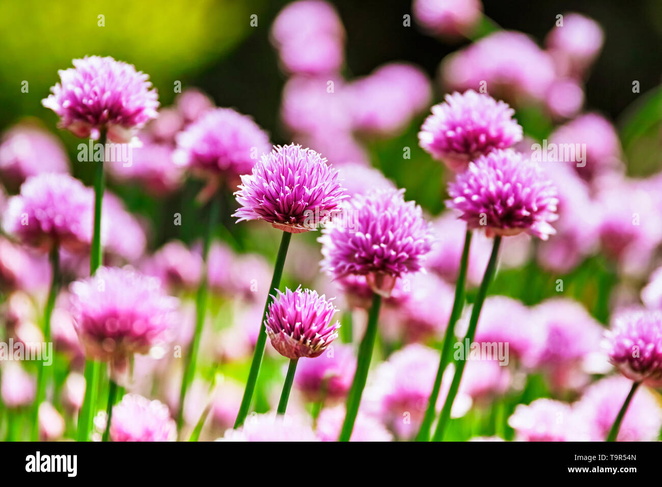 Ciboulette rose fleurs dans le jardin Banque D'Images