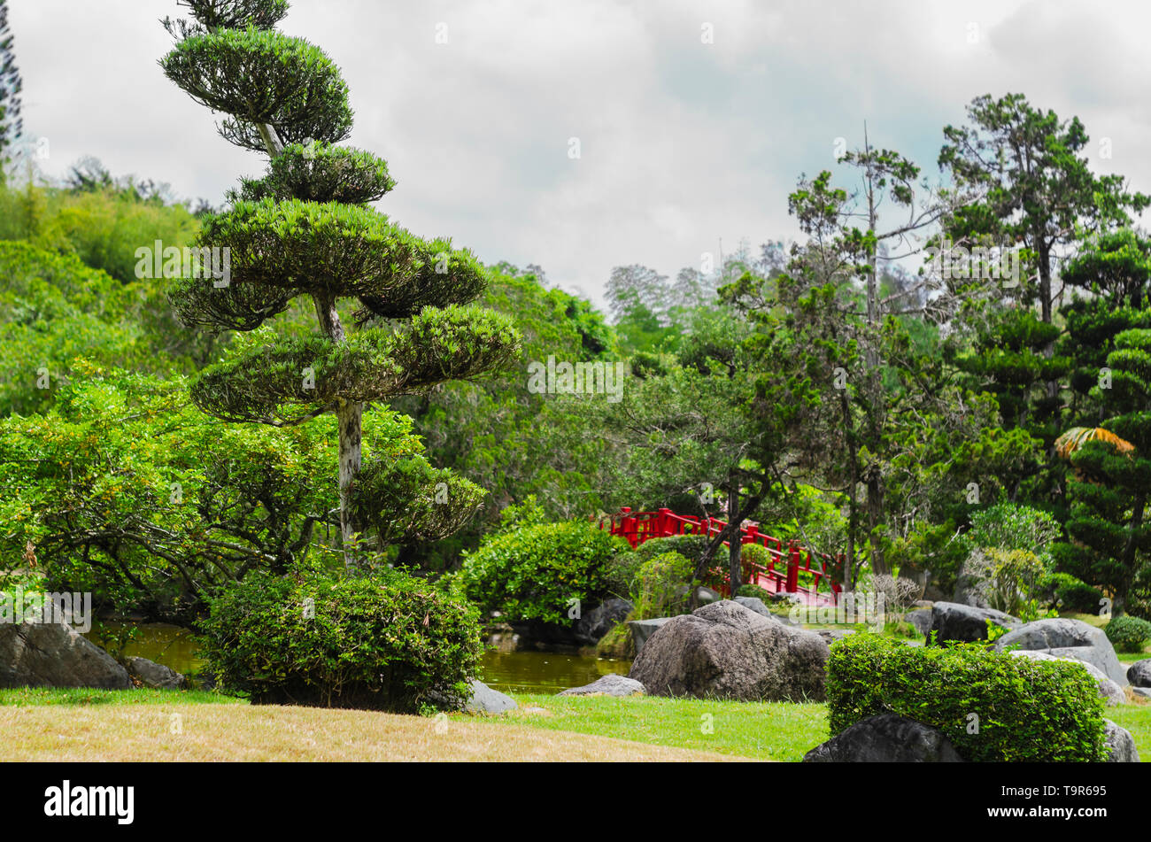 Pont rouge dans le jardin japonais entouré de végétation et de tons verts et jaunes cheveux orange Banque D'Images