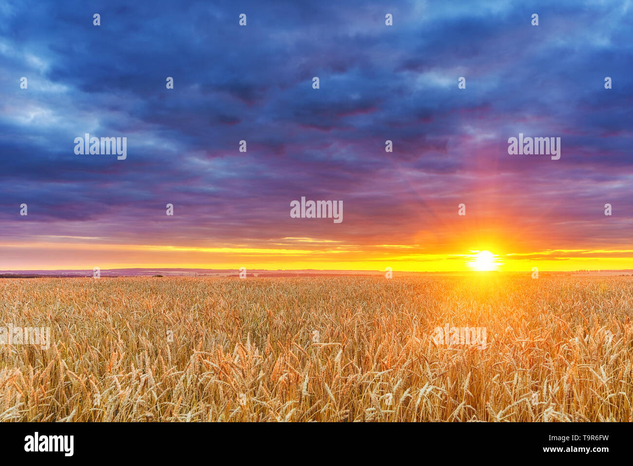 Coucher du soleil au-dessus du champ de blé Banque D'Images