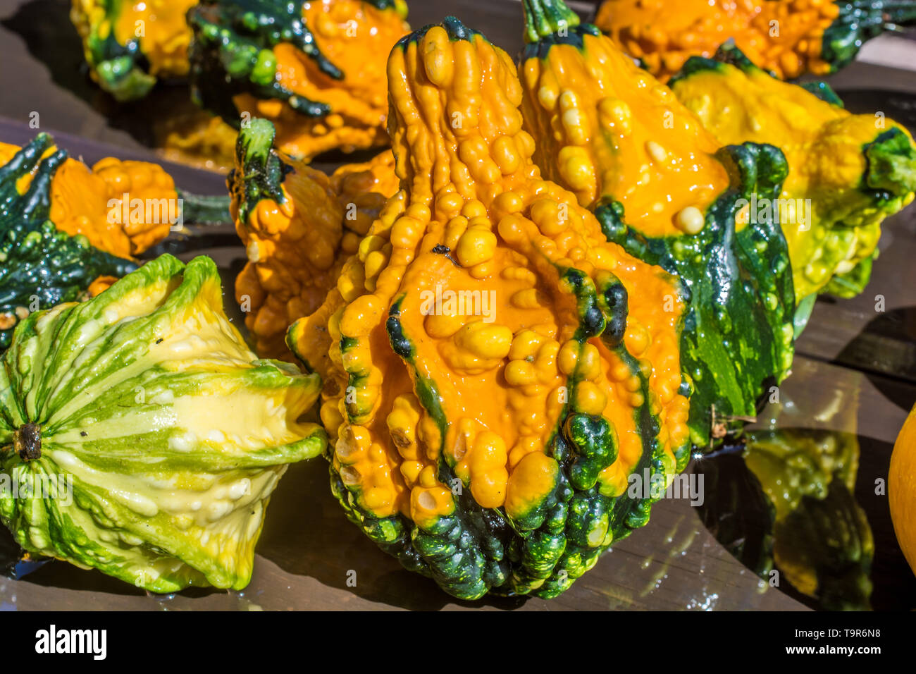 Divers citrouilles ornementales après la récolte Banque D'Images