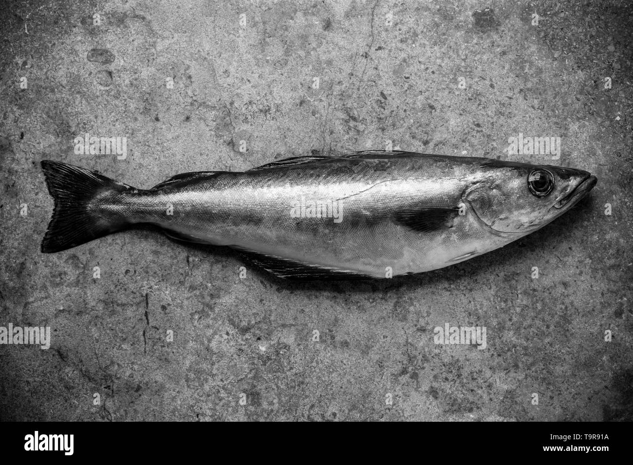 Une matière non cuite, Pollack, Pollachius pollachius, qui a été pris sur la tige et la pêche en bateau de ligne e manche. Pollack est l'un poisson de mer au Royaume-Uni Banque D'Images