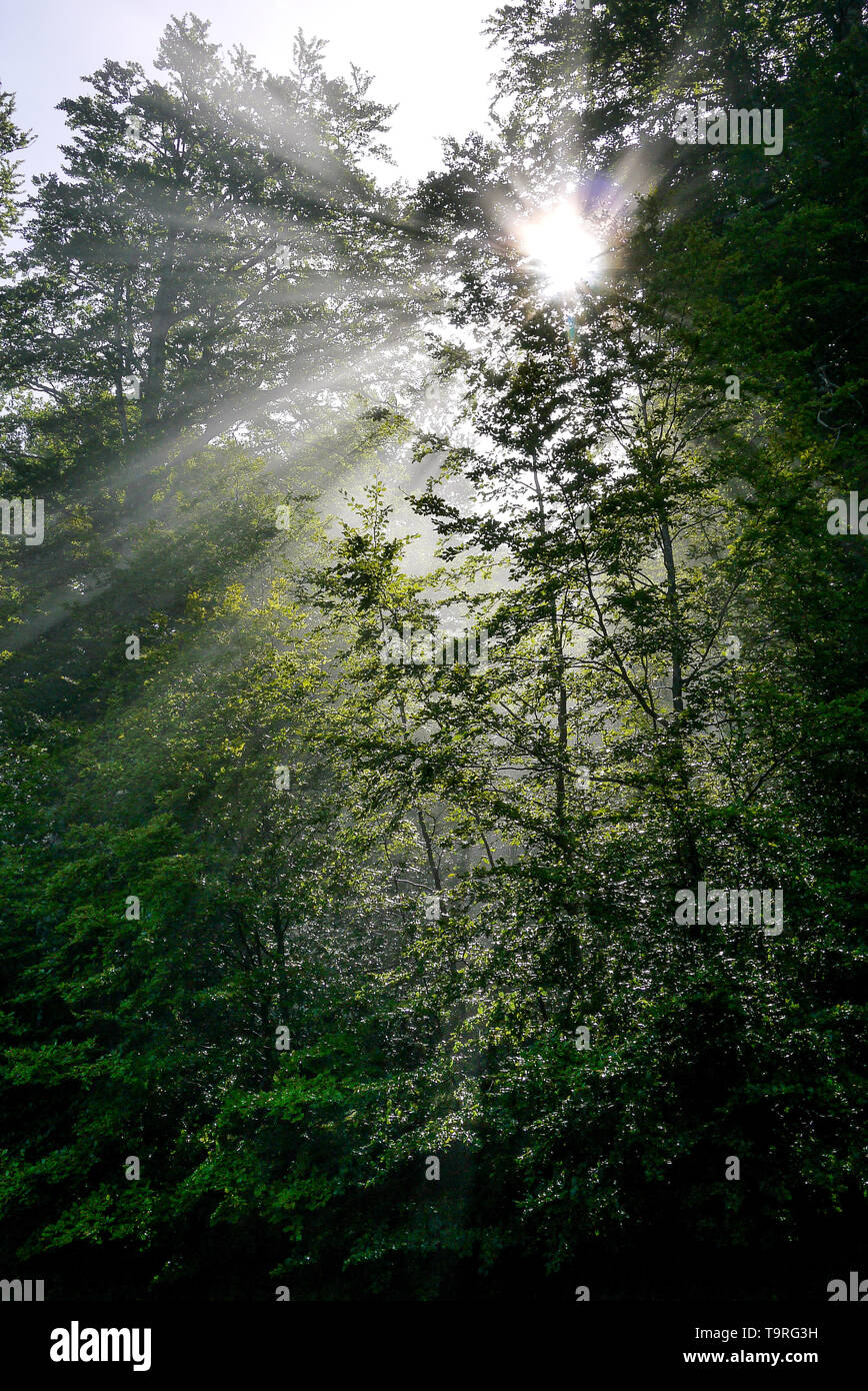 Dans la forêt du col Roncevaux, Pyrénées-Atlantiques, France, Nouvelle-Aquitaine Banque D'Images