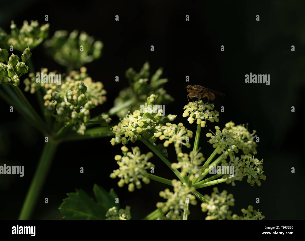 Insecte sur fleur... Banque D'Images