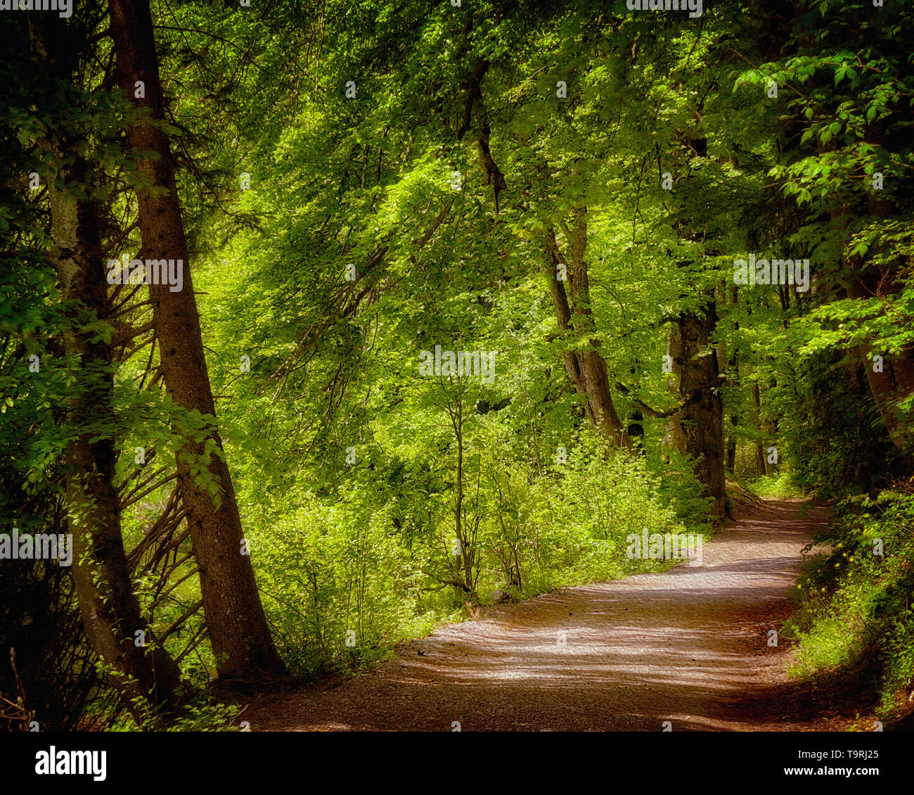 FINE ART : une forêt sombre (Bavière, Allemagne) Banque D'Images