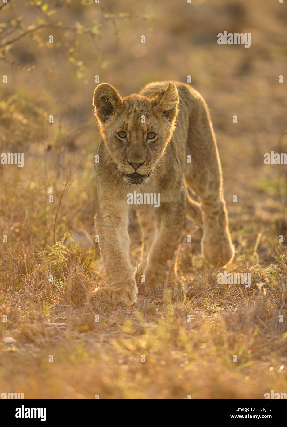 Lion et d'oursons au cours d'un safari en Afrique du Sud Banque D'Images