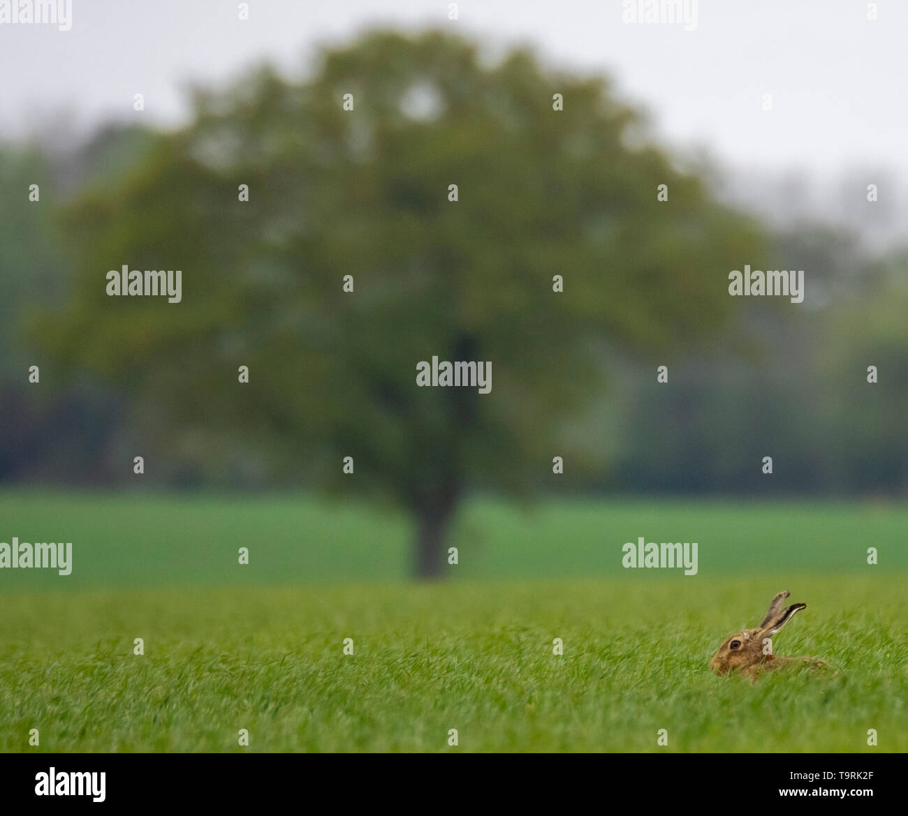 Lièvre brun (Lepus europaeus) dans champ arable Banque D'Images
