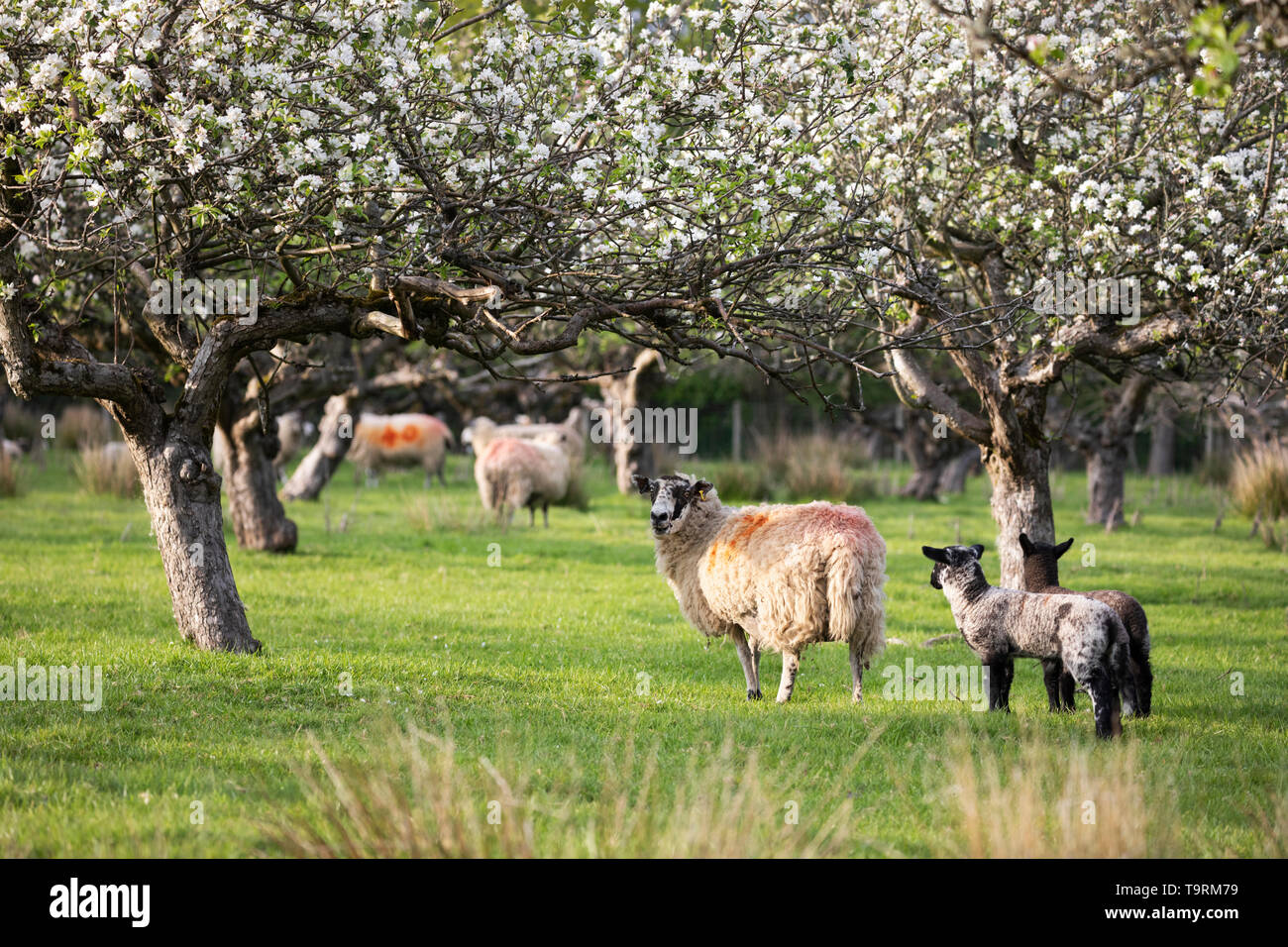 Moutons et agneaux au printemps apple orchard, Burwash, East Sussex, Angleterre, Royaume-Uni, Europe Banque D'Images
