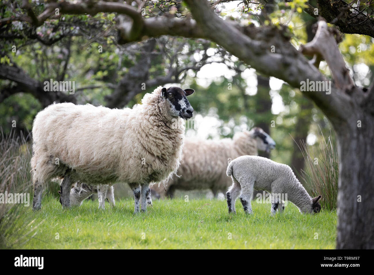 Moutons et agneaux au printemps apple orchard, Burwash, East Sussex, Angleterre, Royaume-Uni, Europe Banque D'Images