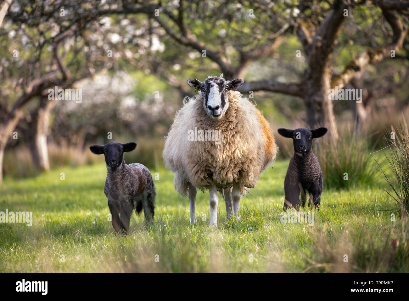 Moutons et agneaux au printemps apple orchard, Burwash, East Sussex, Angleterre, Royaume-Uni, Europe Banque D'Images