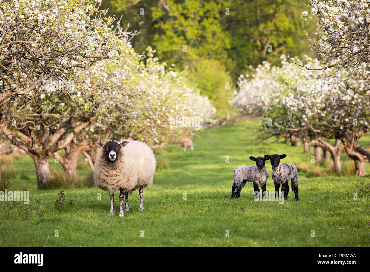 Moutons et agneaux au printemps apple orchard, Burwash, East Sussex, Angleterre, Royaume-Uni, Europe Banque D'Images