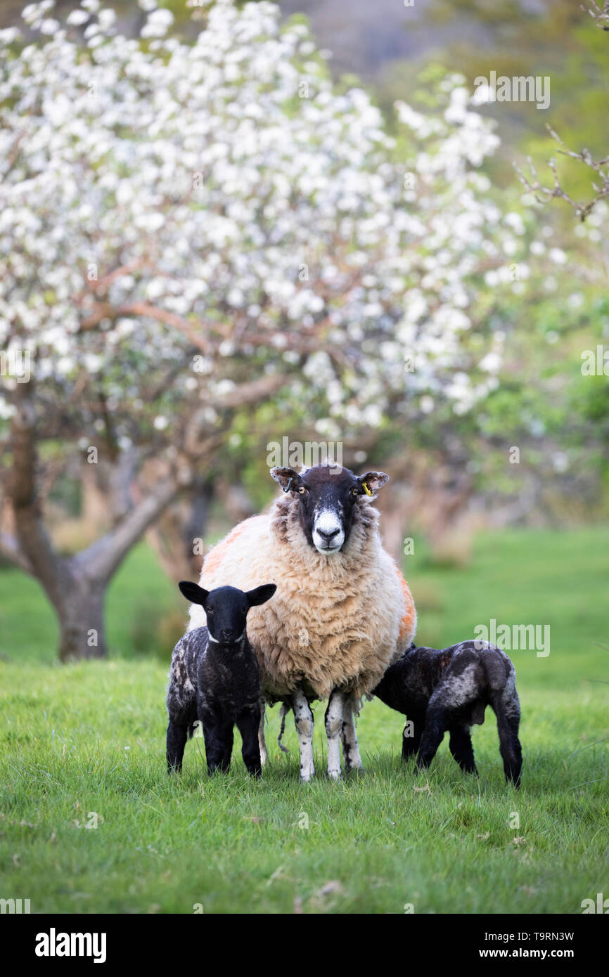 Moutons et agneaux au printemps apple orchard, Burwash, East Sussex, Angleterre, Royaume-Uni, Europe Banque D'Images