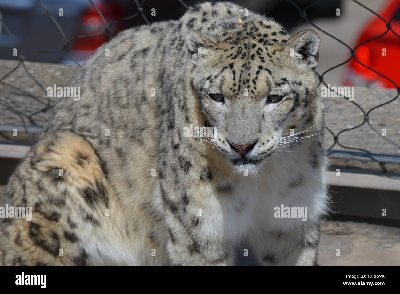Snow Leopard dans le plein air Banque D'Images