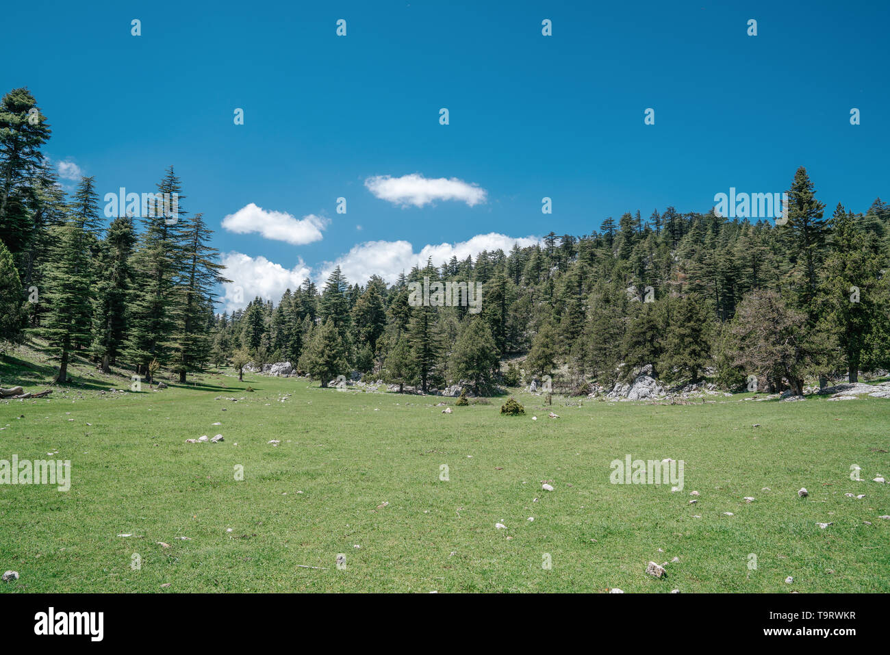 Prairie avec arbre et herbe verte avec ciel bleu en arrière-plan Banque D'Images