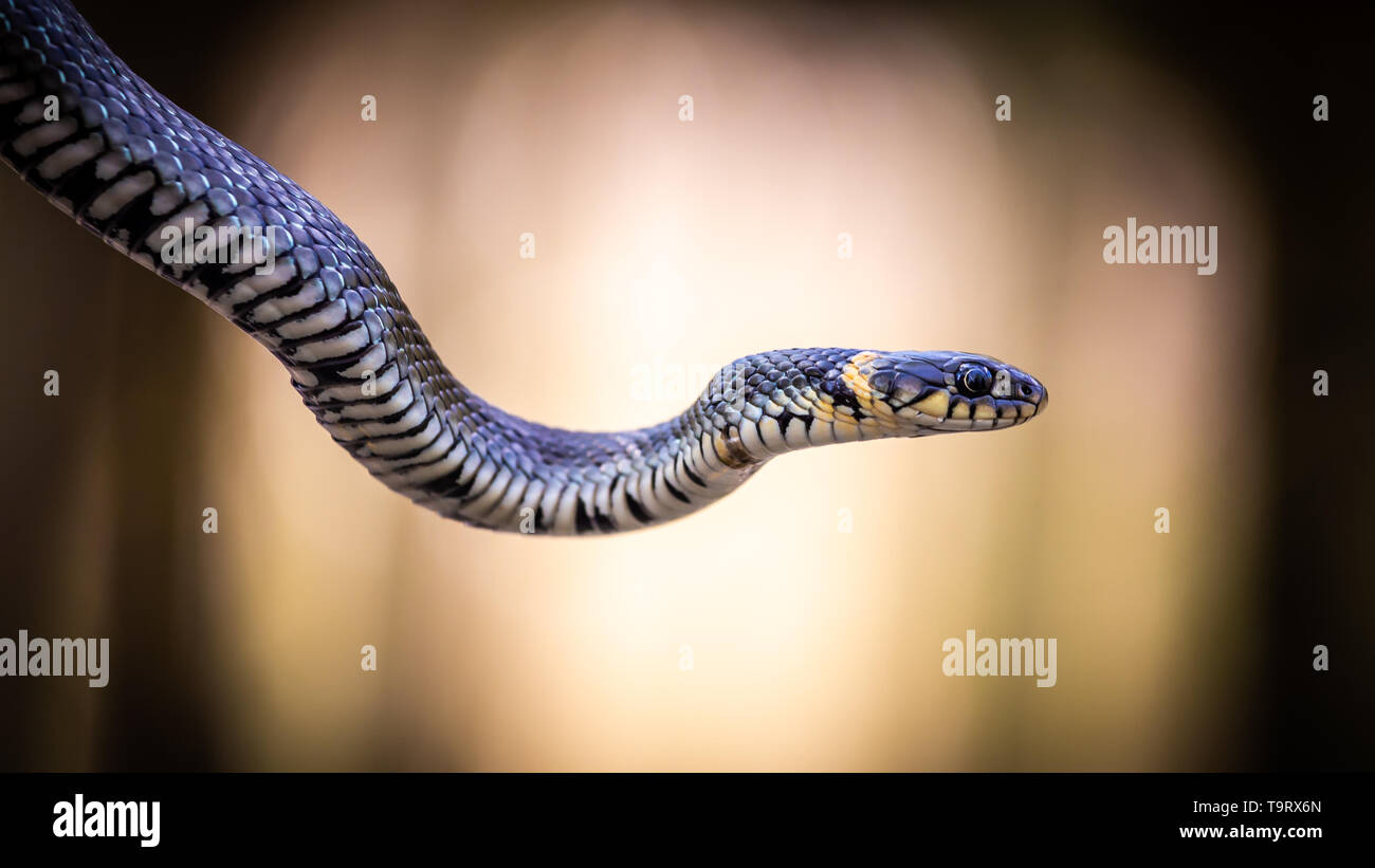 Couleuvre à collier (Natrix natrix) close-up avec un fond clair Banque D'Images