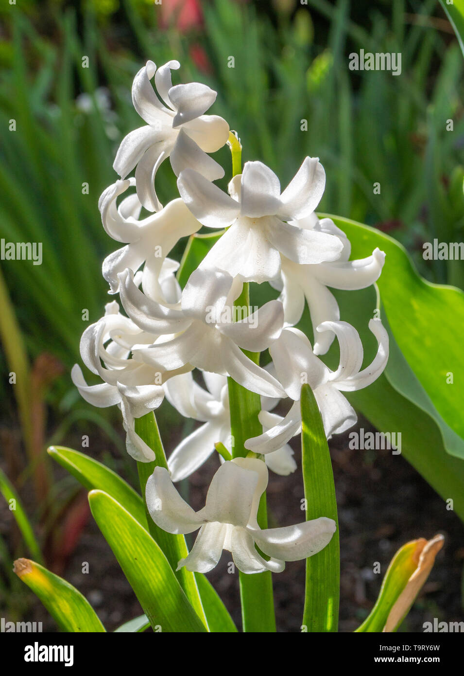 White garden hyacinth, jacinthe (Hyacinthus), de la famille des Asparagacées (plantes d'asperges), Weisse Gartenhyazinthe, Hyazinthe (Hyacinthus), Familie d Banque D'Images