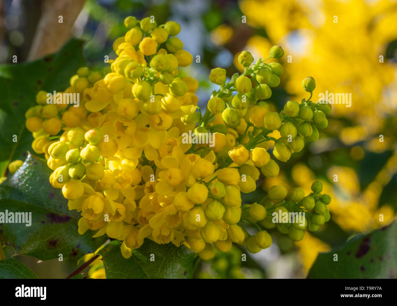 L'essor de houx, Ilex aquifolium, Europäische Stechpalme Blühende Banque D'Images