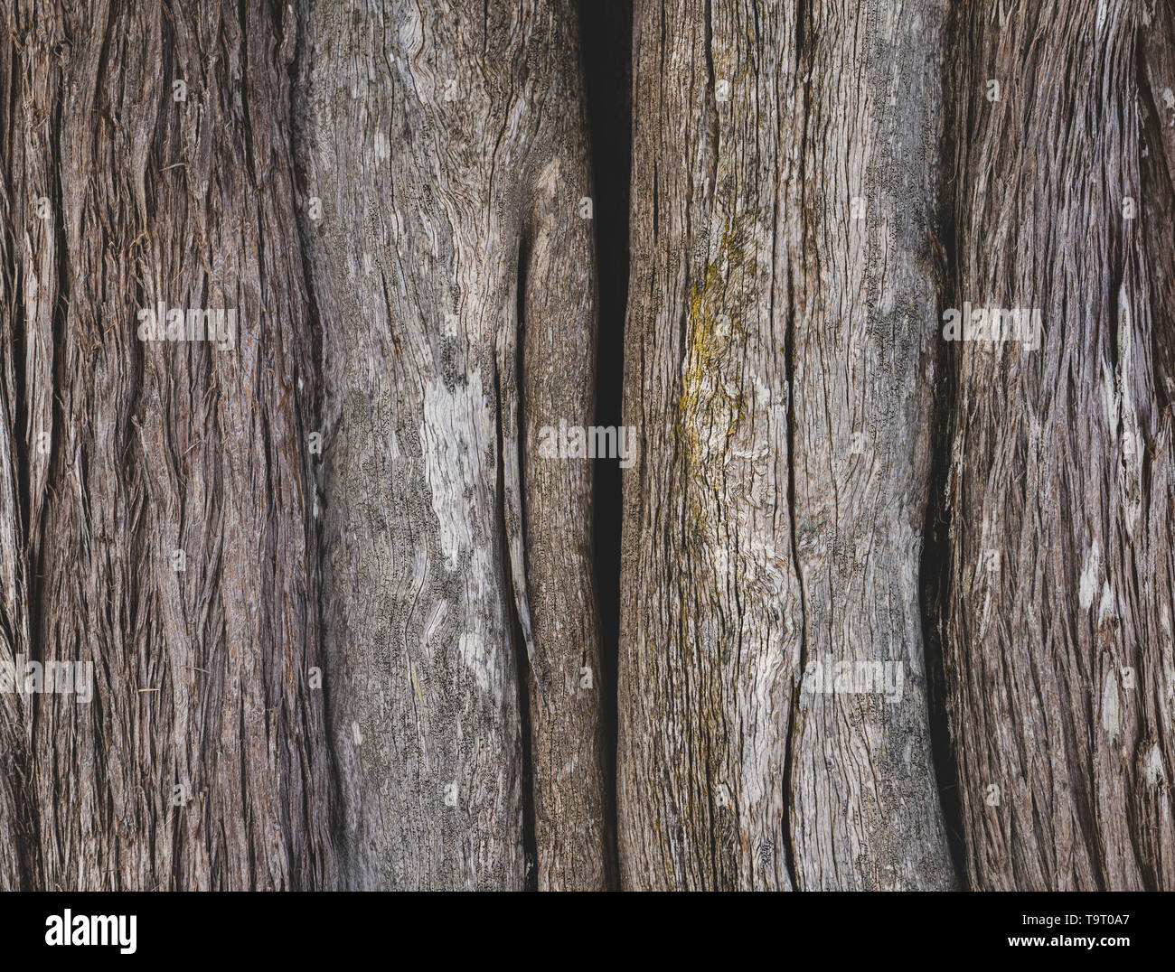 Écorce brun foncé du vieil arbre.libre de l'écorce des arbres contexte Banque D'Images