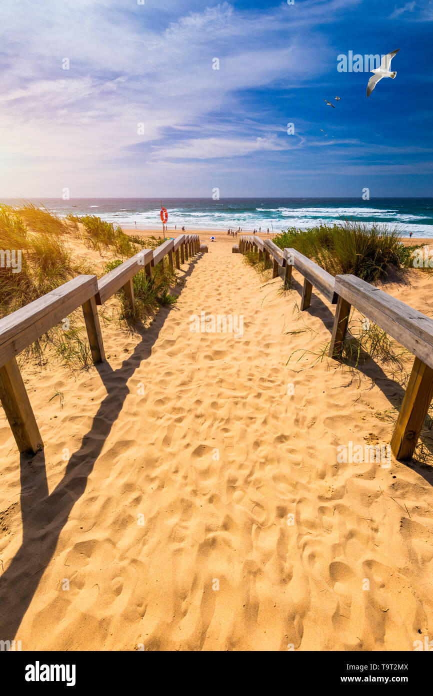 Vue de la plage de Monte Clerigo avec Mouettes volantes sur la côte ouest du Portugal, Algarve. Escaliers de la plage Praia Monte Clerigo près de Aljezur, Banque D'Images