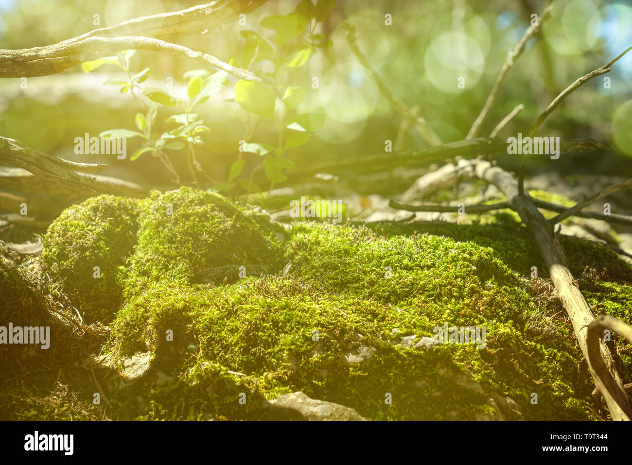 Moss sur Rock. Mousse sur un rocher avec sun éclairé. Banque D'Images