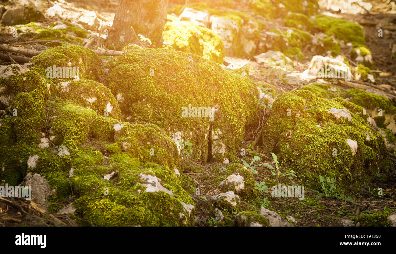 Moss sur Rock. Mousse sur un rocher avec sun éclairé. Banque D'Images