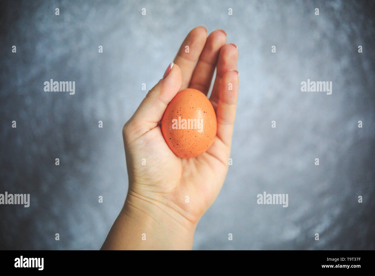 Oeuf de poule dans le shell sur fond gris et blanc tenant dans la main. Banque D'Images