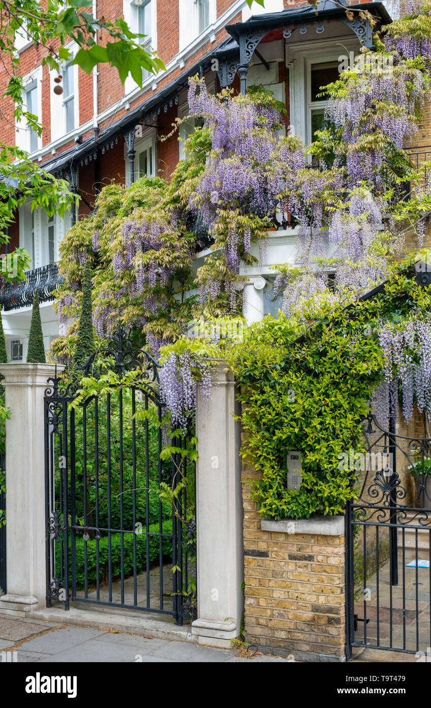 Glycine sur une maison de Cheyne Walk, Chelsea, Londres, Angleterre Banque D'Images