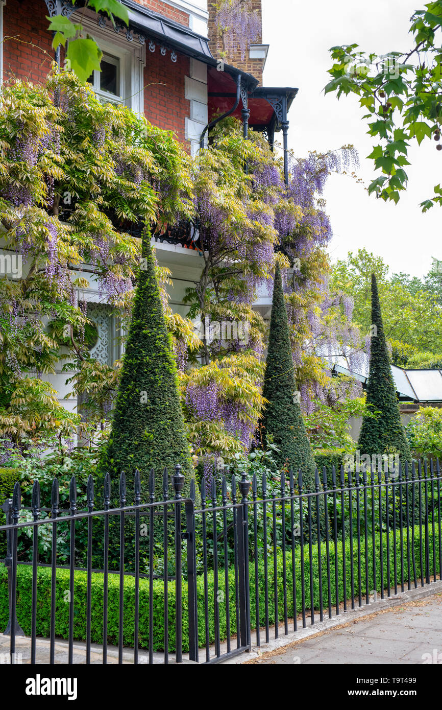 Topiaire conique dans le jardin avant de glycine sur la chambre en marche Cheyne, Chelsea, Londres, Angleterre Banque D'Images