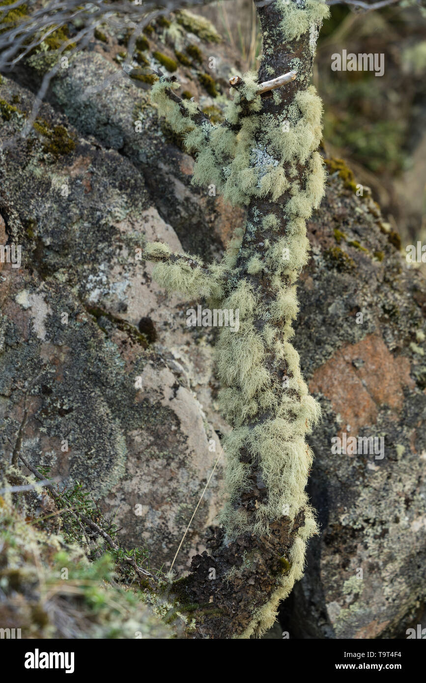 Old Man's Beard, Usnea barbata, est communément appelé un arbre de lichens. Il est très commun sur les arbres dans les forêts de lengas de Patagonie. Banque D'Images
