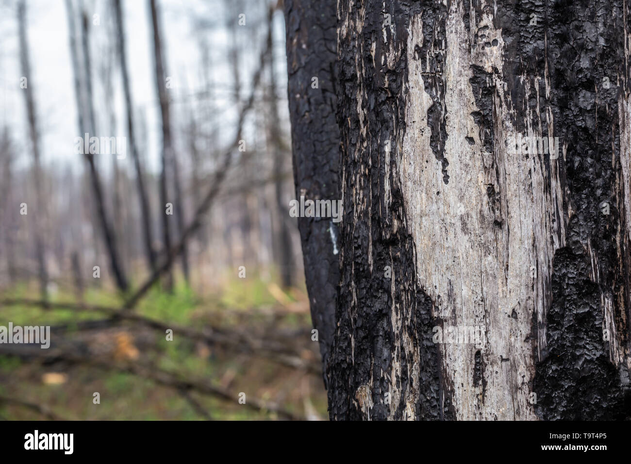 Gros plan de l'écorce d'un arbre dans la forêt brûlée Banque D'Images