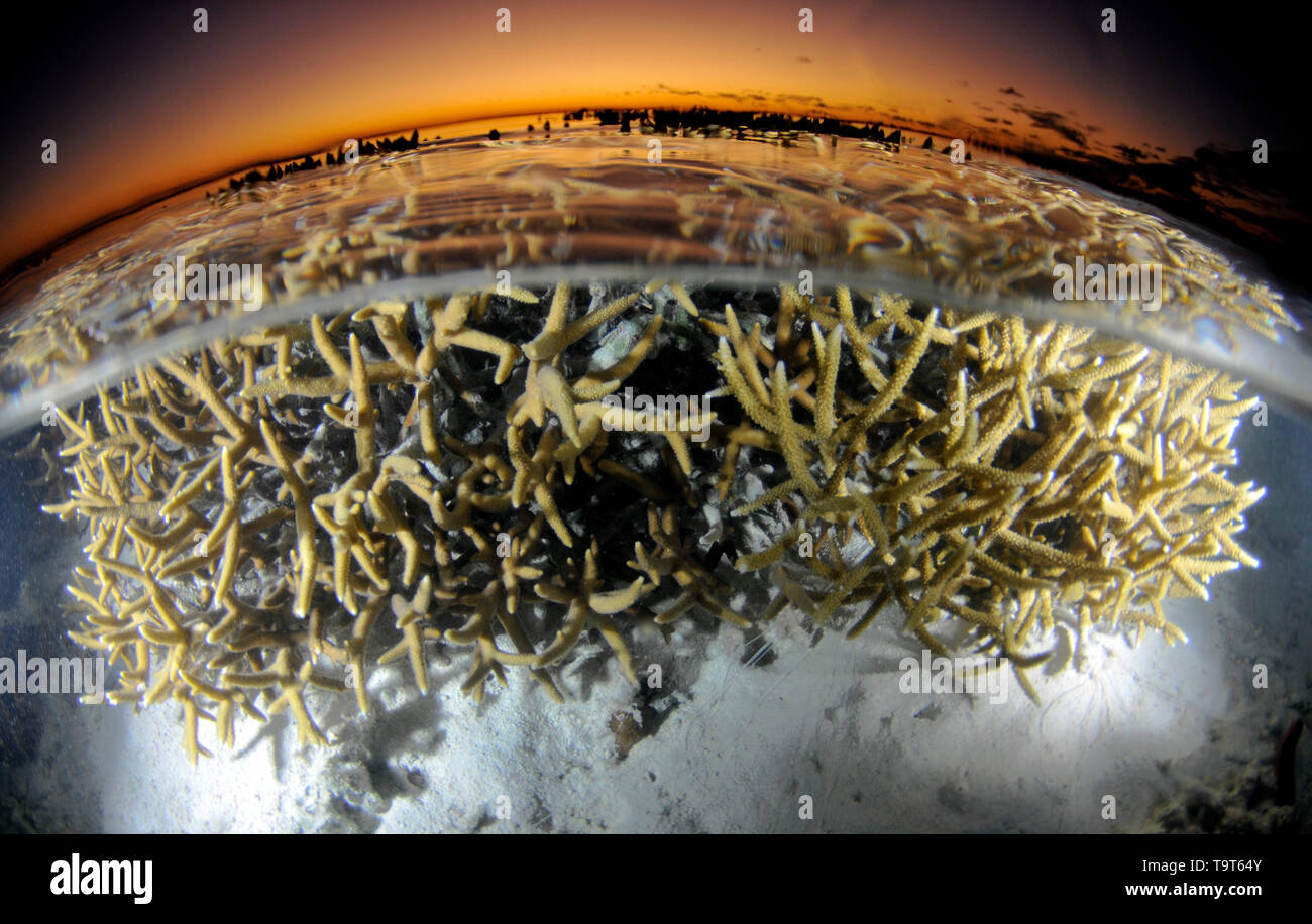 Staghorn peu profondes, tête de corail Acropora sp., au coucher du soleil, Heron Island, Grande Barrière de Corail, Queensland, Australie Banque D'Images