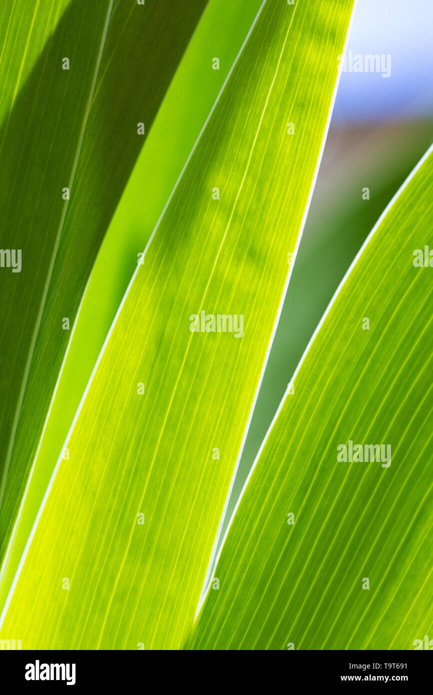 Abstract close-up du feuillage d'un iris vert rétroéclairé usine par le soleil montrant les veines dans les feuilles. Banque D'Images