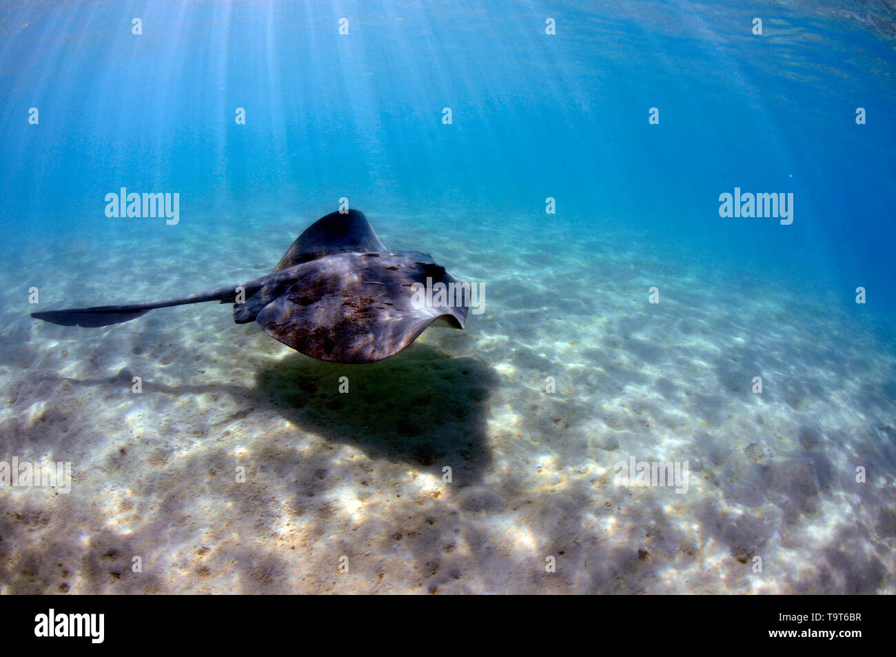 Cowtail Pastinachus sephen, Stingray, nage en eaux peu profondes au large de la baie Shark, Heron Island, Grande Barrière de Corail, Queensland, Australie Banque D'Images