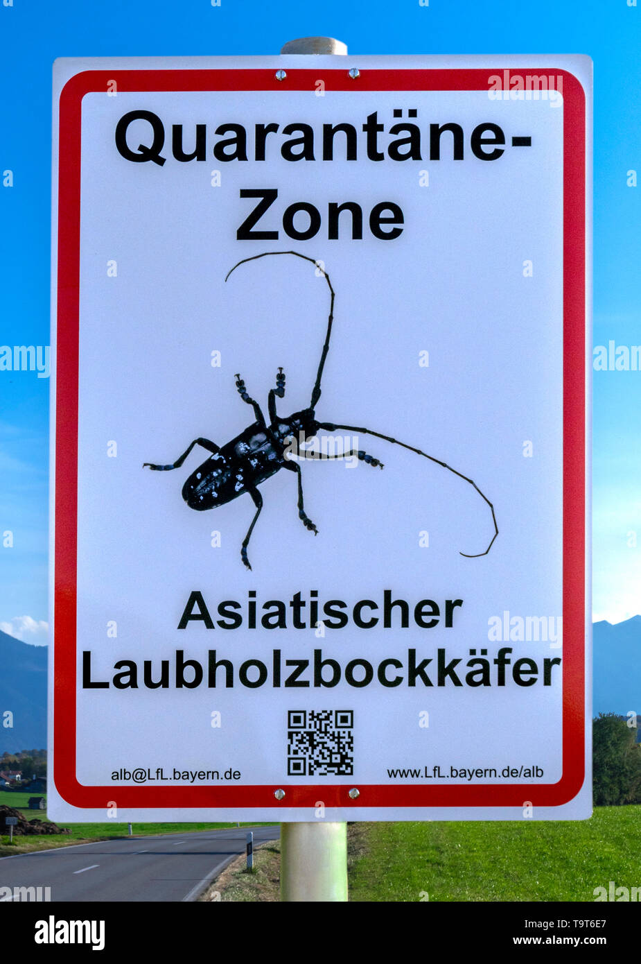 Zone de quarantaine de bois asiatique coléoptères de chèvre, Anoplophora glabripennis, signer, Murnau, Upper Bavaria, Bavaria, Germany, Europe, Quarantäne-Zone Asi Banque D'Images