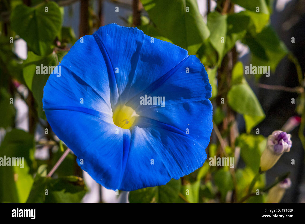 L'Ipomoea Violacea palan splendeur bleu, Blaue Prunkwinde Ipomoea Violacea Banque D'Images