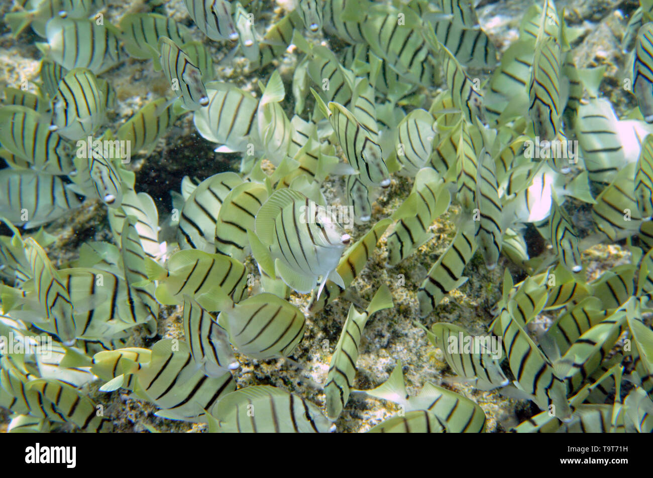 Agrégation de condamner ou tang, Acanthurus triostegus manini, se nourrissant d'algues, les mares d'Waiopae, Kapoho, Big Island, Hawaii, USA Banque D'Images
