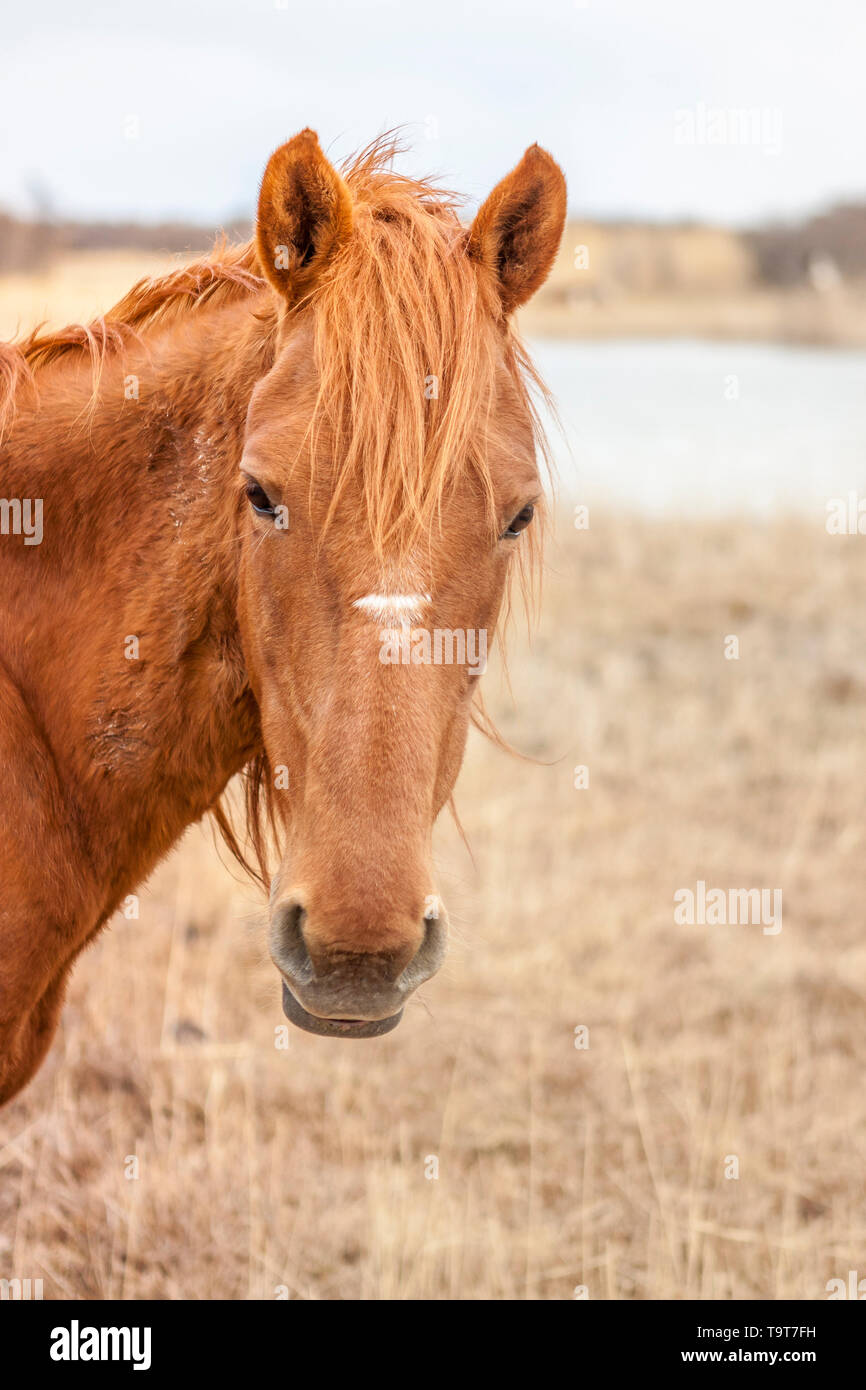 Head shot of wild cheval kirghiz, le Kirghizistan, l'Asie centrale Banque D'Images