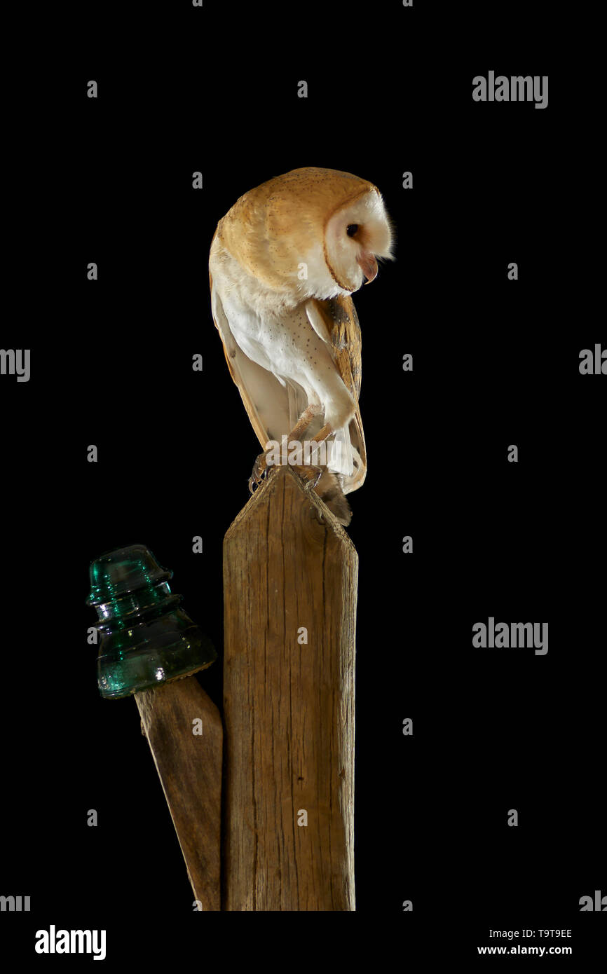 Domaine des terriers. Asio flammeus. Chouette pays lumière sur poteau. L'Espagne. L'Europe Banque D'Images