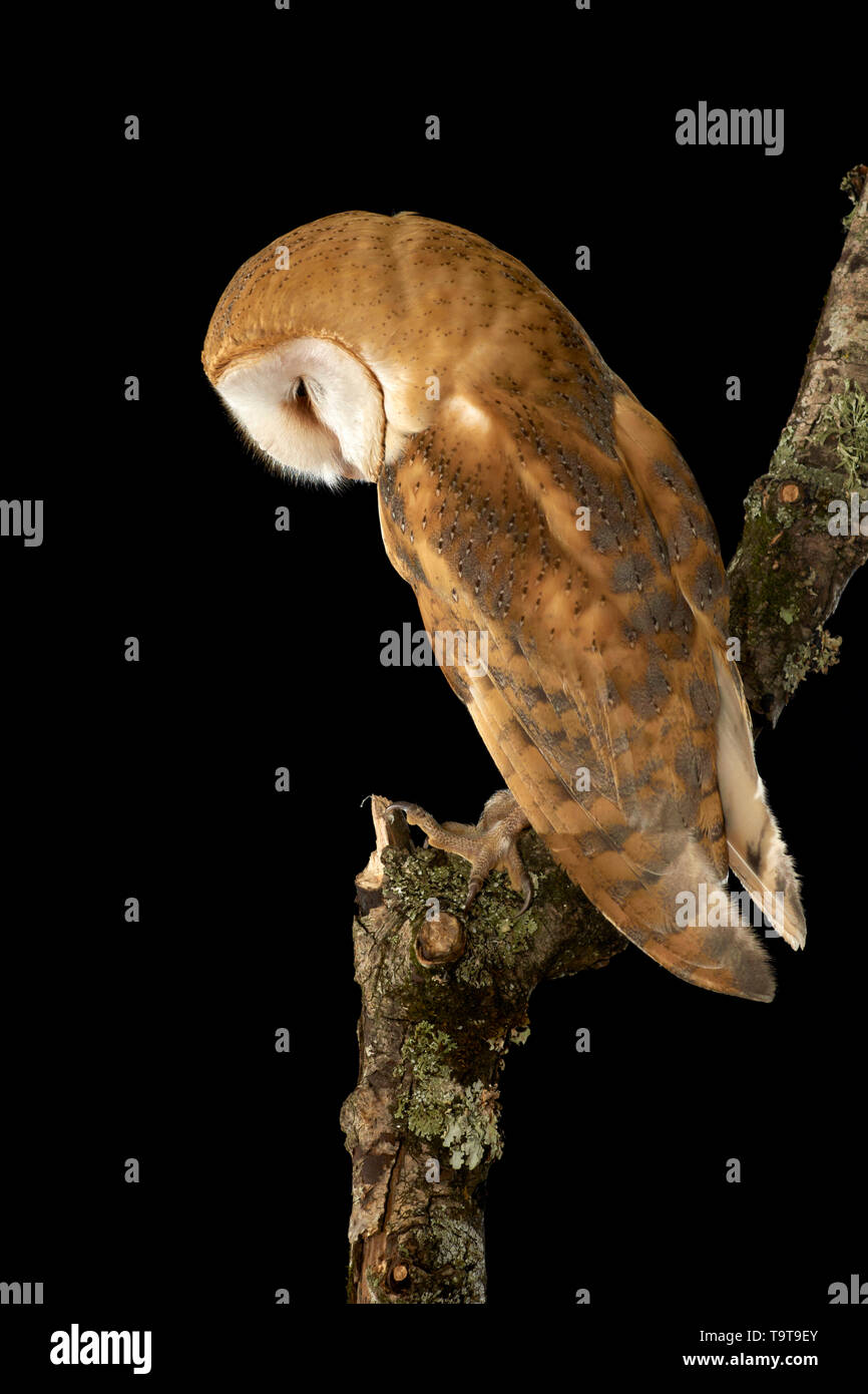 Domaine des terriers. Asio flammeus. L'Espagne. L'Europe Banque D'Images