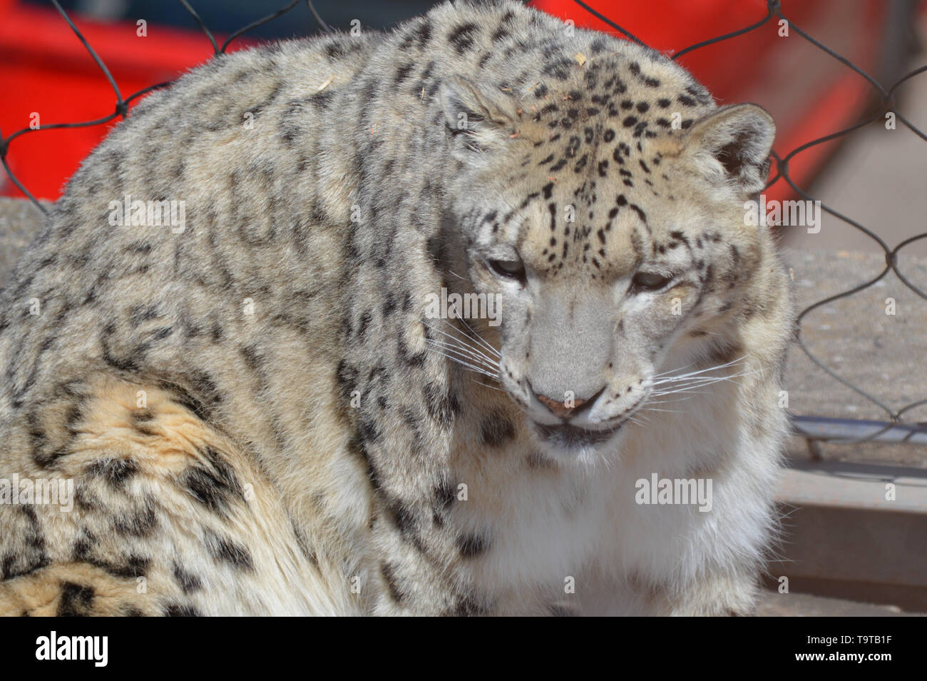 Snow Leopard dans le plein air Banque D'Images