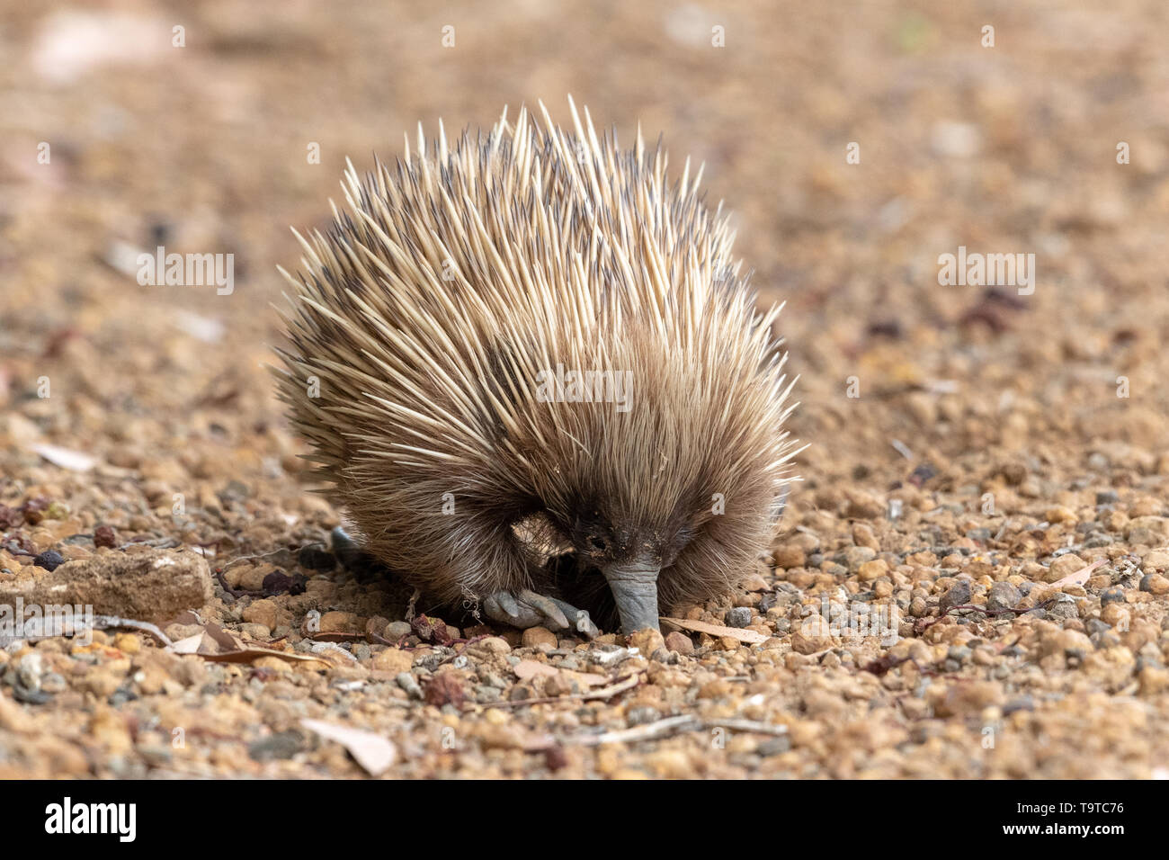 Échidné à nez court (Tachyglossus aculeatus) Banque D'Images