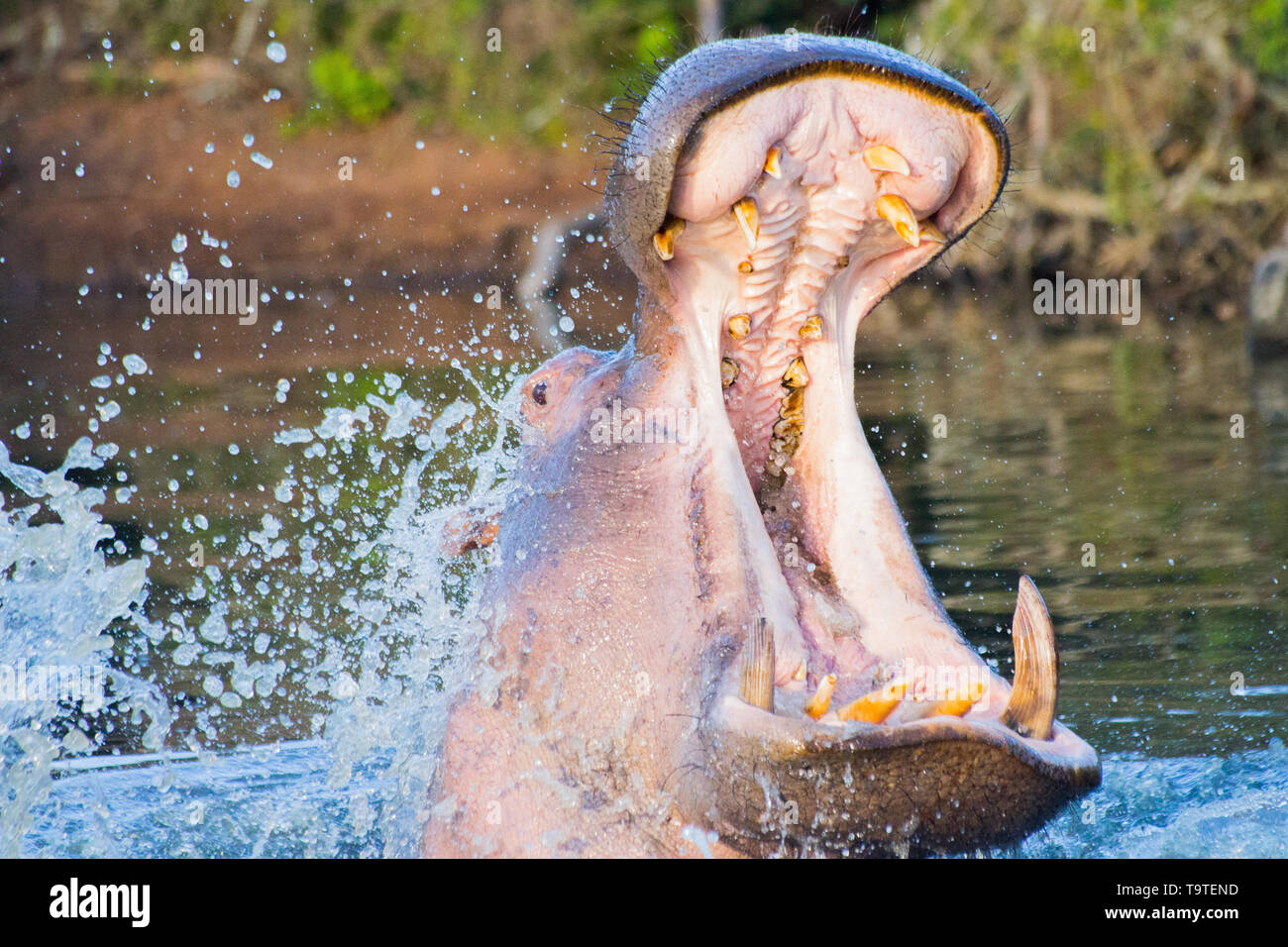 L'Afrique du Sud Hippo sa force et la puissance. Cette photographie a été prendre à Schotia Safari en Afrique du Sud, en 2018. Banque D'Images