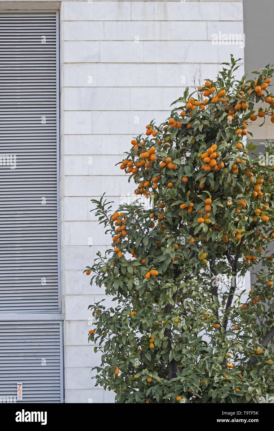 Les kumquats sont un groupe de petits arbres portant des fruits dans la famille de plantes à fleurs Rutaceae Banque D'Images