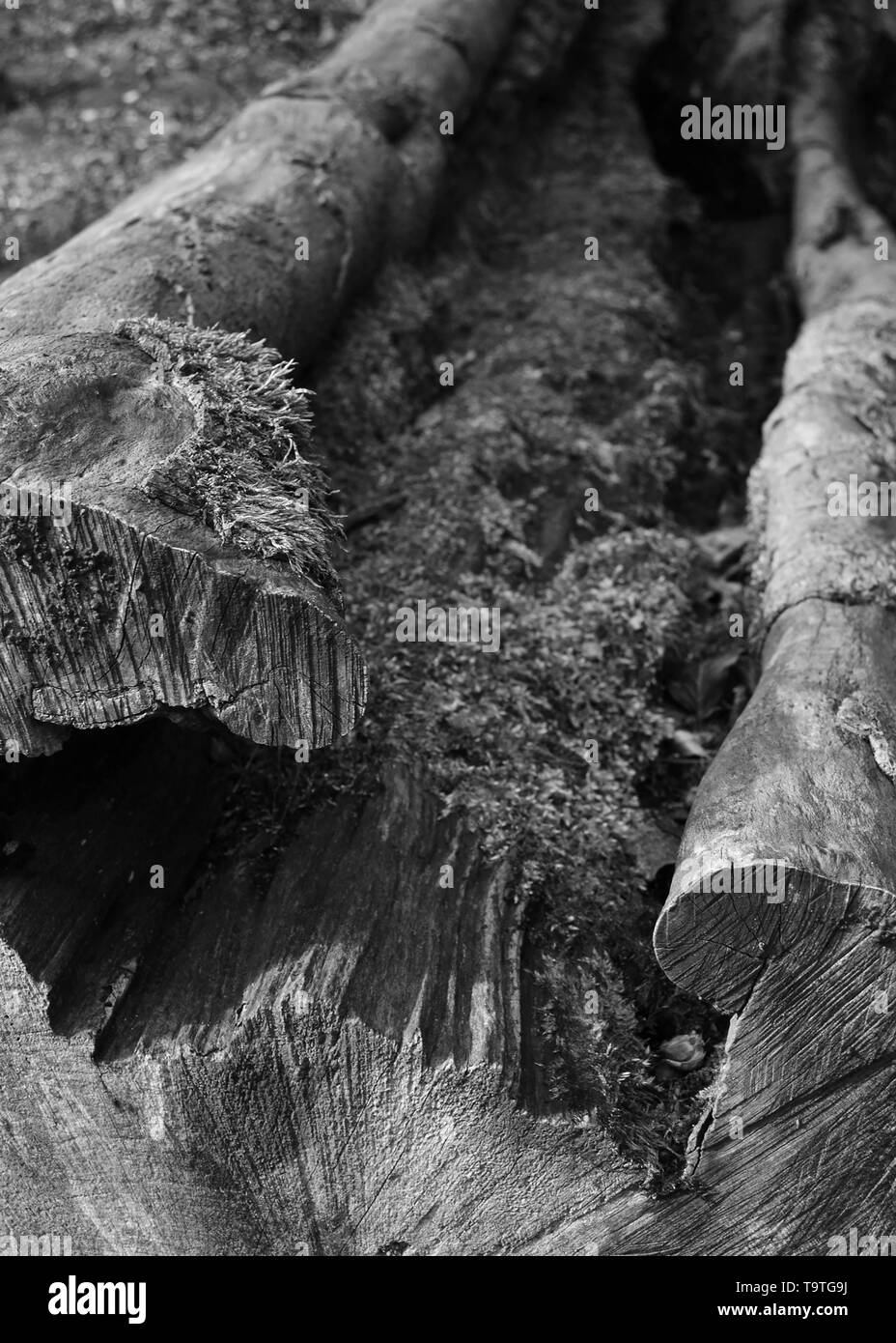 Close Up of a couper arbre creux. Banque D'Images