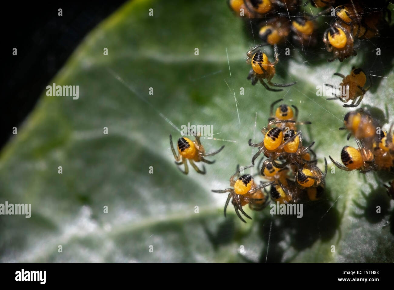 Orb-araignées juvéniles tissage sur un site web Banque D'Images