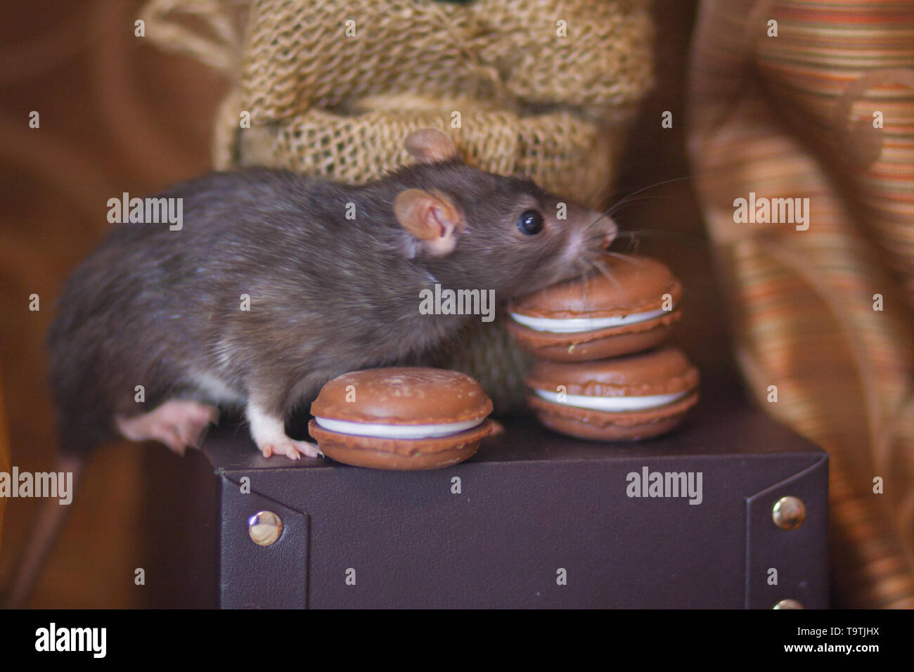 Concept de l'alimentation. Rat avec des bonbons. Renifle de la souris la nourriture. Avec les cookies de rongeurs. Banque D'Images