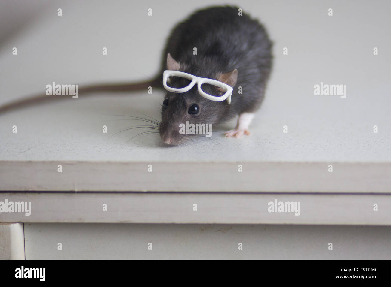 Concept de l'esprit. Rat avec lunettes sur sa tête. Gris souris en blanc  lunettes. Rongeur intelligent Photo Stock - Alamy
