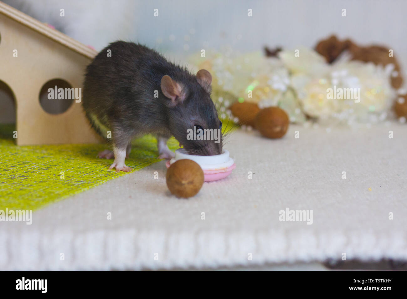 Le rat mange des noix. Gris souris ronge l'alimentation. Rongeurs décoratif  sur l'arrière-plan de décorations Photo Stock - Alamy